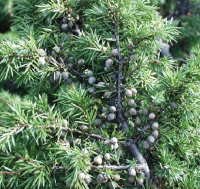 Enebær - juniperus communis - 10 ml
