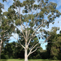 Eukalyptus, lemon - eucalyptus citriodora - 10 ml