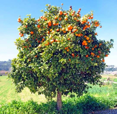 Appelsinblad petitgrain - citrus aurantium - 10 ml