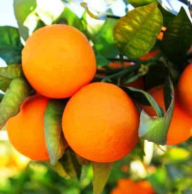 Appelsinskall - Citrus sinensis - 10 ml