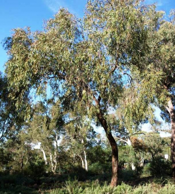 Eukalyptus dives - 10 ml