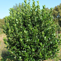 Laurbærblad Kreta - laurus nobilis - 10 ml