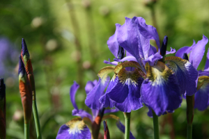 Iris - populær hos humlene