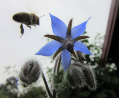 September 2019: En bie går inn for landing på Agurkurten :-)