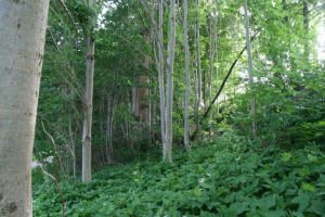 Ullevålskrenten søndre felt: Det aller meste er rik edelløvskog (alm- og lindeskog). Mange almetrær er døde på grunn av almesyke.