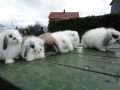 Kaniner er ein del av dagleglivet i Bergly Familiebarnehage