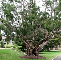 Cajeput - melaleuca leucadendron - 10 ml