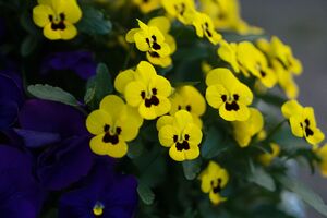 Hoff Gjestgiveris blomster i hagen