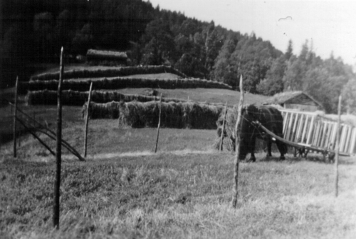 REF-0795 Rogogjerdsflotten ca 1950. Hesjer, Høykjøring.