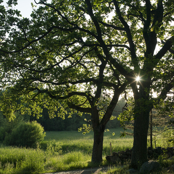 Eiketrær i kulturlandskapet. Asmaløy. Hvaler.