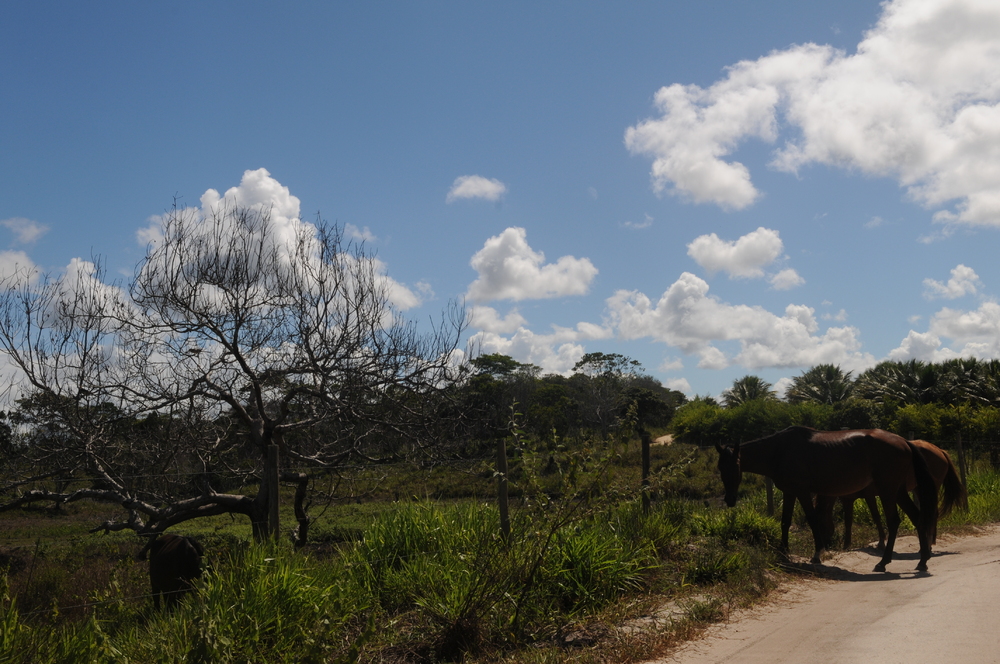 Sitio PrimaVera 242076