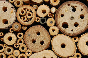 Hotellet bør også utstyres med noen små leirklumper her og der. Insektene tar med seg litt leire inn i hulrommet, og lager en celle rundt egget. Det blir gjerne seks–åtte slike celler på rad og rekke. Der mates larvene fra bier og humler med pollen, mens vepsene serverer andre insekter og edderkopper. Det er lett å se når et «hotellrom» er leid ut: da er åpningen murt igjen med leire.
Foto: Kristina Bjureke, Naturhistorisk museum

