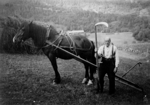 REF-0794 Rogogjerd ca 1950. Hest. Høyonn, Knut Rogogjerd f. 1873.