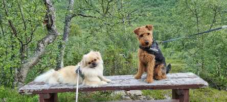 Vi har også eget hundepensjonat