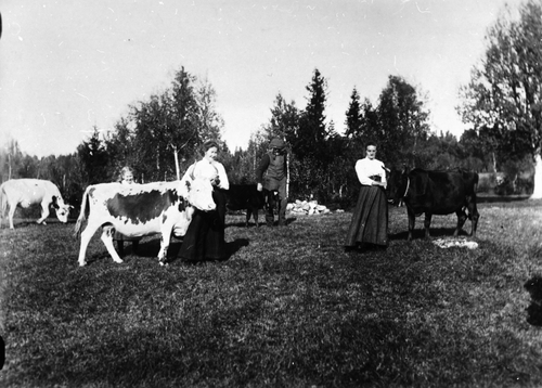REF-0183 Jamthaugen, Innset. Kyr på beite. Personane: f.v.: Ingeborg, Karen, Ola, Marit, alle Jamthaug.