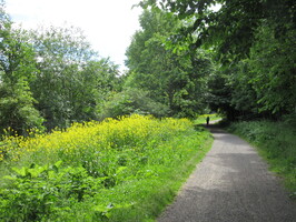 Kanadagullris er innført til Europa siden 1648 og er således en av de eldste innførte prydplantene våre. Kanadagullris er oppført på Norsk svarteliste 2012 og er vurdert å utgjøre en svært høy økologisk risiko. Det er derfor viktig å slå slike områder før plantene blomstrer og utvikler frø.
