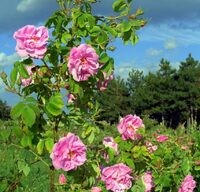 Rose Otto - rosa damascena - 1 ml - NB! stivner under 18°C.  