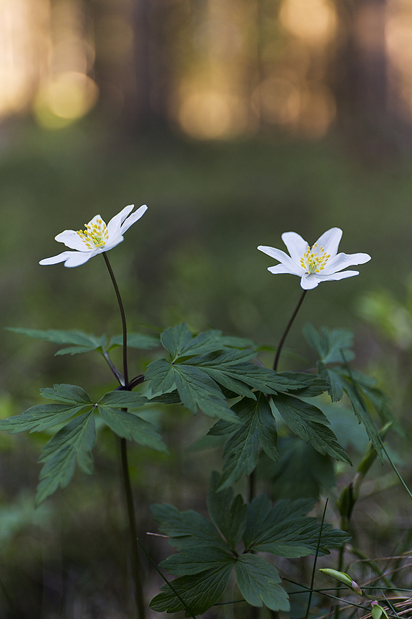 Hvitveis i barskogen rett før solnedgang. Holstadskogen. Ås.