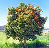 Appelsinblad petitgrain - citrus aurantium - 10 ml