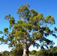 Eukalyptus camadulensis - 10 ml