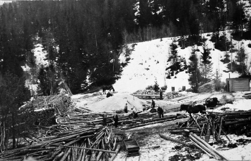 REF-0003 Skogbruk Trondplassen Rennebuskogen-tømmer- Saga tilhørte Arnt Nylende