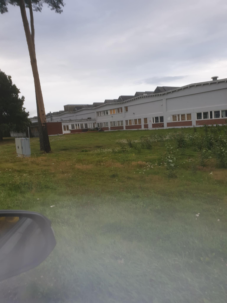 Klippe gress. FØR 241960