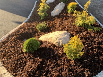 Vinter grønt bark kantstein morenestein i bed