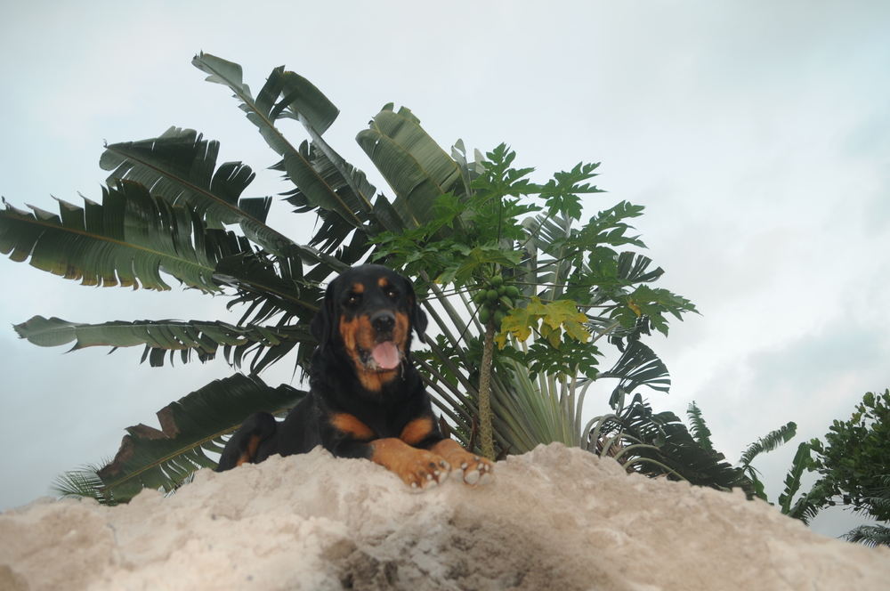 Sitio PrimaVera 242023