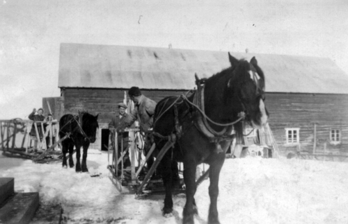 REF-0807 Derned, Gisnåsen 1946. På tur etter høy, antagelig til Belgmakerøya. Bakerste hest: Ingeborg og Magne Brattset. Fremste hest: bakerst Ola Brattset, fremst Engel Brattset.
