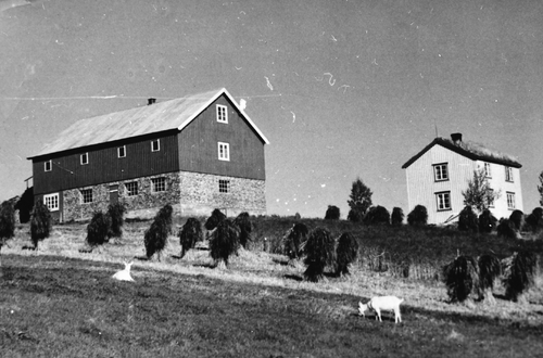 REF-0213   Nerskogen  ca 1943.
Garden Fjellstad med korn på staur og geiter i forgrunnen.