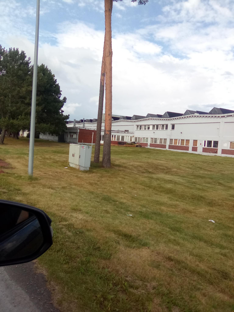 Klippe gress. ETTER 241962