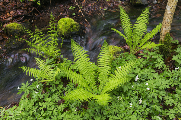 Strutseving langs vårbekk. Fjugstad naturreservat. Åsgårdstrand. Horten.
