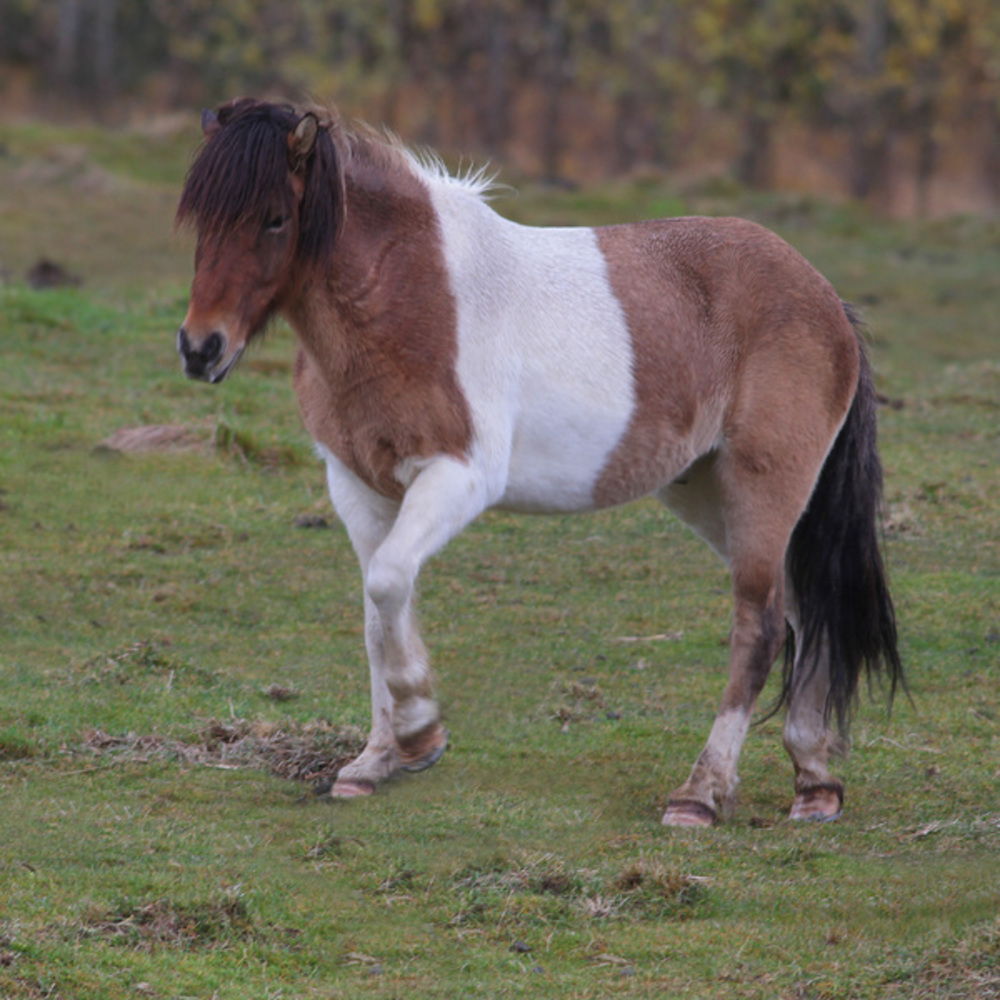 Vakker Islandshest.

Foto Geir Lundli