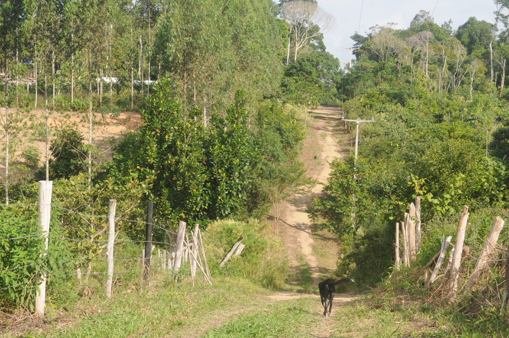 Sitio PrimaVera 242019