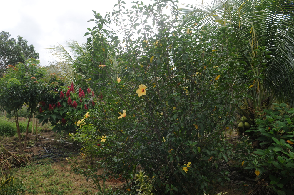 Sitio PrimaVera 242075