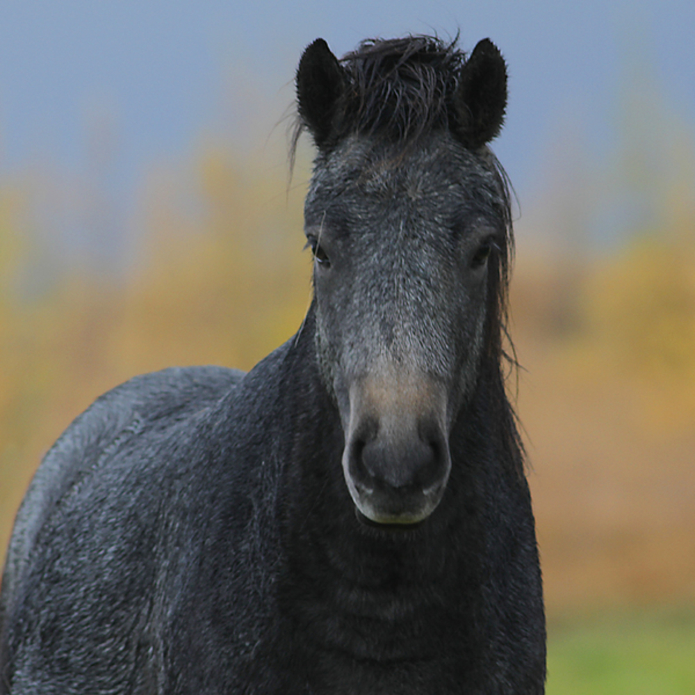 Islandshesten er et vanlig syn på Island. 
Foto Geir Lundli