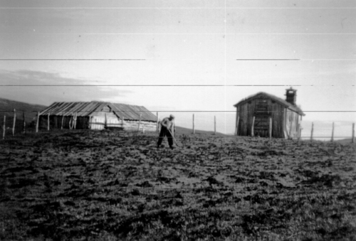 REF-0798 Heldalen, Haugasætra i bakgrunnen, ca 1940.
'Møkkbreiing' på Rogogjerdssætra.
