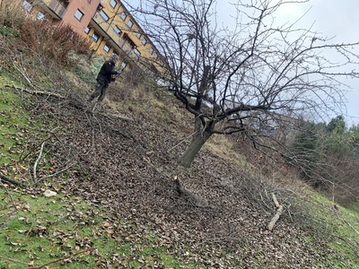 Beskjæring frukttrær