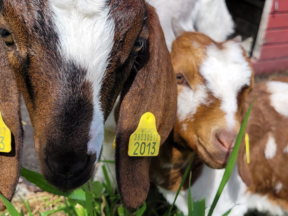 Album (dyrene i Mølla) 232091