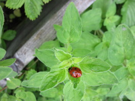 
19, juni: Sjuprikket marihøne er et av våre mest kjære og kjente insekter. Dekkvingene er røde med sju svarte prikker, og halsskjoldet er svart med to hvite flekker ytterst. Lengden er 5,2–8 mm. Den er svært vanlig over hele landet. Både de voksne og larvene spiser bladlus og hjelper dermed til så det ikke blir for mange av dem. Marihøna overvintrer ofte i store kolonier i jorda.
