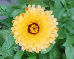 September 2019: Ringblomst