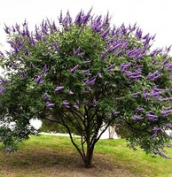 Vitex frø, Kreta - vitex agnus castus - 10 ml