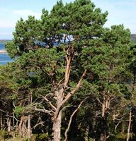 Furunål - pinus sylvestris - 10 ml