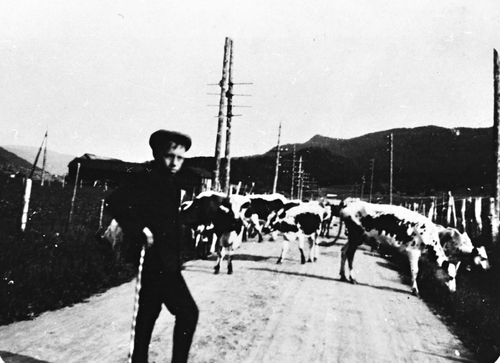 REF-0089 Voll, Rennebu ca 1940 -kyr Seterflytting oppover Vollagjerdene. 'Gjetar' er O.I.Bakk