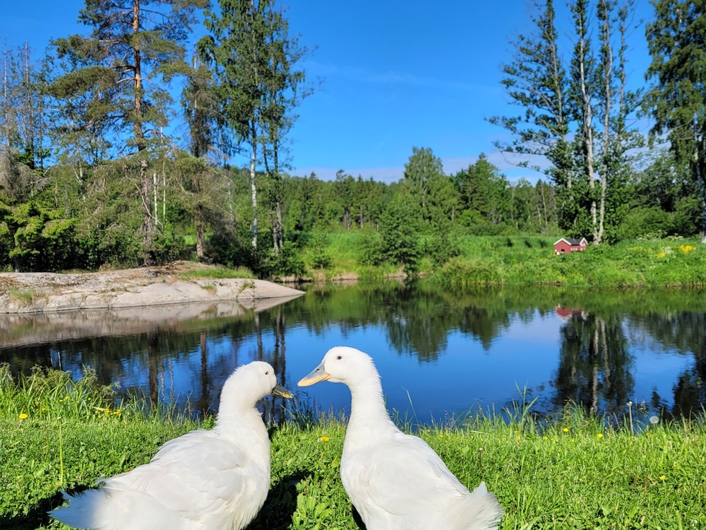 Album (dyrene i Mølla) 232095