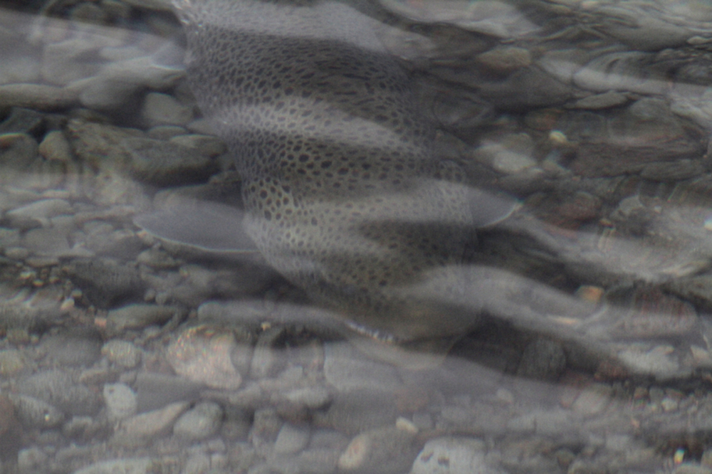 10 kg ørret i Thingvellirelva i gytemodus, og det var mange av dem i samme størrelse og også større, en opplevelse å se.
Foto Geir Lundli