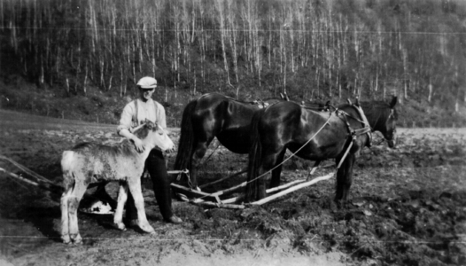 REF-0788 Hoveng, etter 1934.
Pløying med hest. Olav Voll.