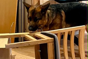 Nosework kurs
