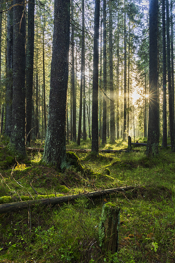 Gammel granskog nær Pyttjern. Østmarka. Oslo.