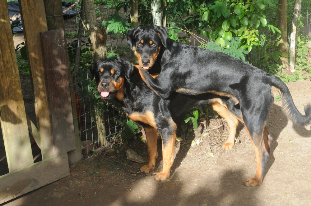 Sitio PrimaVera 242027